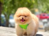 Oyuncu Pomeranian Boo Yavrular