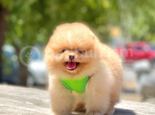 Oyuncu Pomeranian Boo Yavrular görsel