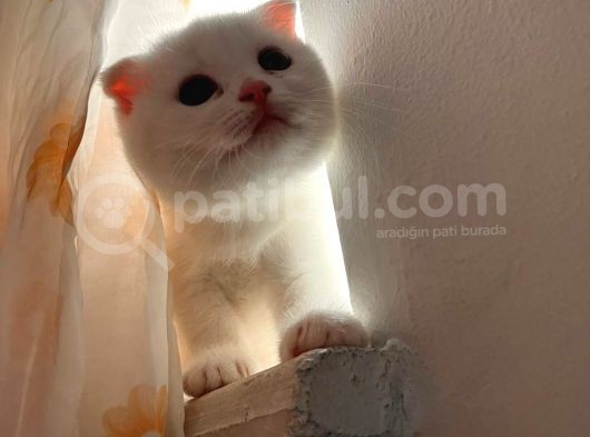Bal Küpleri̇ görsel