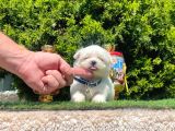 Çanta Boy Maltese Sevimli Yavrular