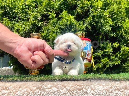Çanta Boy Maltese Sevimli Yavrular görsel