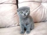 2 Aylık Scottish Fold 