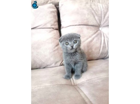 2 Aylık Scottish Fold 