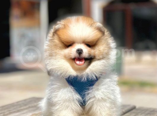 Oyuncu Pomeranian Boo Yavrular görsel