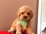 ORJİNAL TOY POODLE 