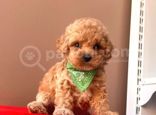 Orji̇nal Toy Poodle 