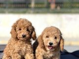 Muhtesem Guzellikte Toy Poodle Bebekler