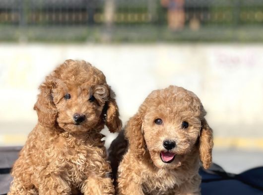 Muhtesem Guzellikte Toy Poodle Bebekler