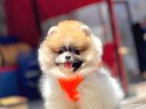 Oyuncu Pomeranian Boo Yavrular