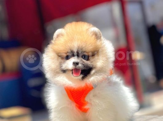 Oyuncu Pomeranian Boo Yavrular görsel