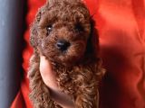 Ev Ortaminda Büyüyen Toypoodle Yavrular