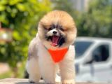 Oyuncu Pomeranian Boo Yavrular