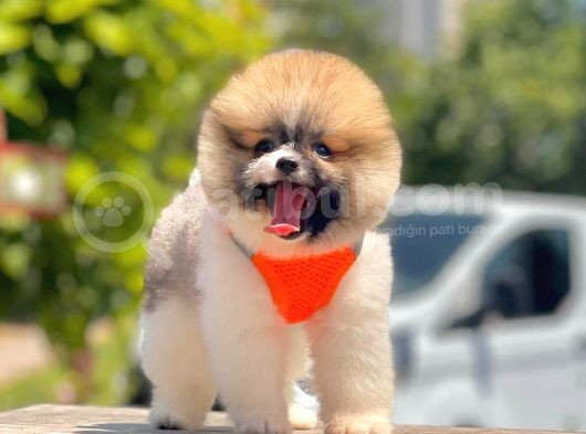 Oyuncu Pomeranian Boo Yavrular görsel