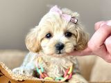 Mini Boy Maltipoo Dizayn Irk Yavrular