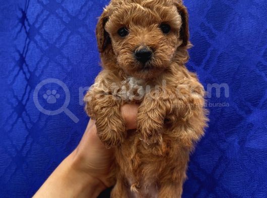 Ev Ortaminda Büyüyen Toypoodle Yavrular görsel