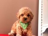 Orji̇nal Toy Poodle 