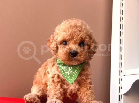 Orji̇nal Toy Poodle  görsel