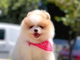 Teddy Face Pomeranian Boo Bebekler