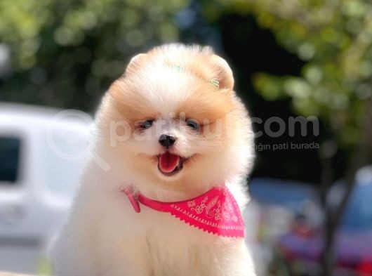 Teddy Face Pomeranian Boo Bebekler