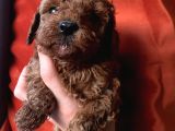 Ev Ortaminda Büyüyen Toypoodle Yavrular