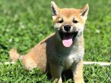 Secereli Shiba Inu Yavrularimiz