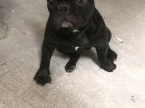 8 Aylık Erkek Siyah French Bulldog