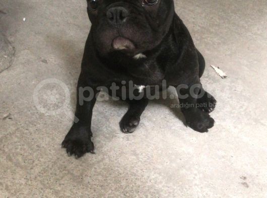 8 Aylık Erkek Siyah French Bulldog