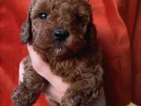 Ev Ortaminda Büyüyen Toypoodle Yavrular
