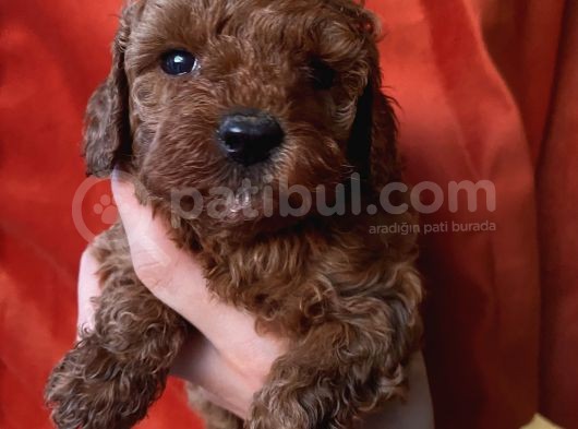 Ev Ortaminda Büyüyen Toypoodle Yavrular