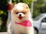 Teddy Face Pomeranian Boo Bebekler