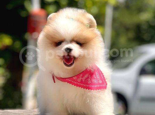 Teddy Face Pomeranian Boo Bebekler görsel