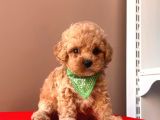 Orji̇nal Toy Poodle 