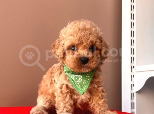 Orji̇nal Toy Poodle  görsel