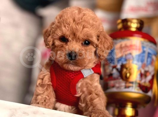 Safkan Toy Poodle Yavrular