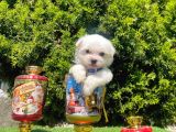 Çanta Boy Maltese Sevimli Yavrular
