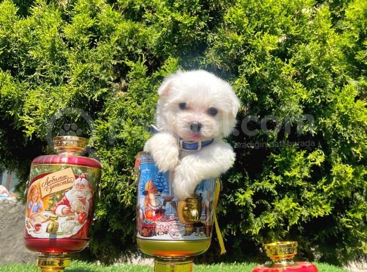 Çanta Boy Maltese Sevimli Yavrular görsel
