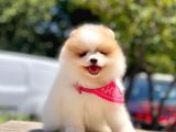 Teddy Face Pomeranian Boo Bebekler