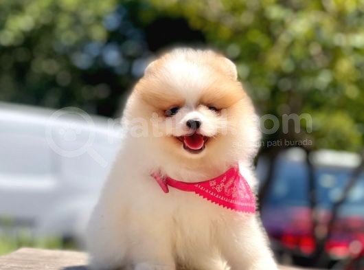 Teddy Face Pomeranian Boo Bebekler görsel