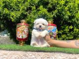 Çanta Boy Maltese Sevimli Yavrular