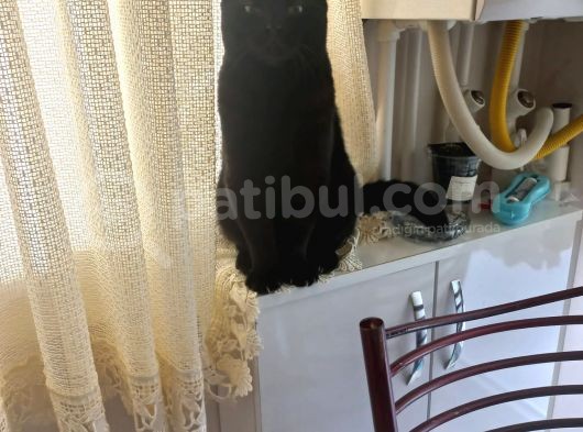 35 Günlük British Blue Point Dişi Yavrumuz görsel