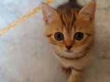 Scottish Straight Black Golden Tabby