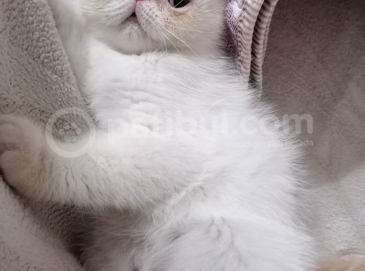 Iran Yavrularım Sahiplendirilecektir