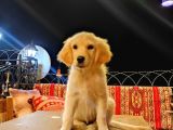 3 Aylık Sağlıklı Golden Yavru