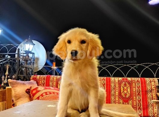 3 Aylık Sağlıklı Golden Yavru