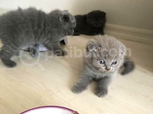 Yeni Ailelerini Bekliyorlar görsel