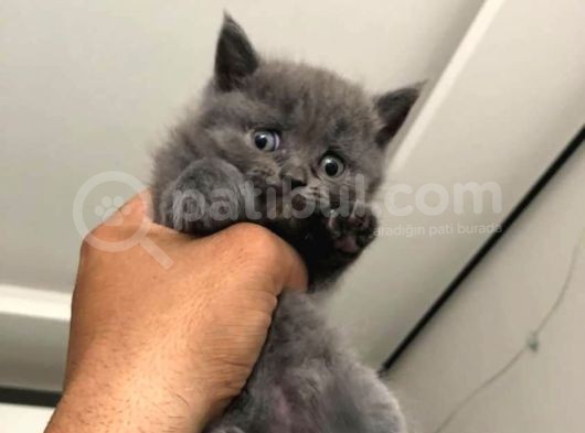 Yeni Ailelerini Bekliyorlar görsel