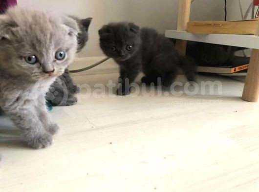 Yeni Ailelerini Bekliyorlar
