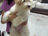 Maltipoo Yavru Orijinal Dizayn Irk