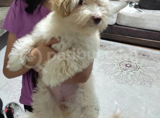 Maltipoo Yavru Orijinal Dizayn Irk