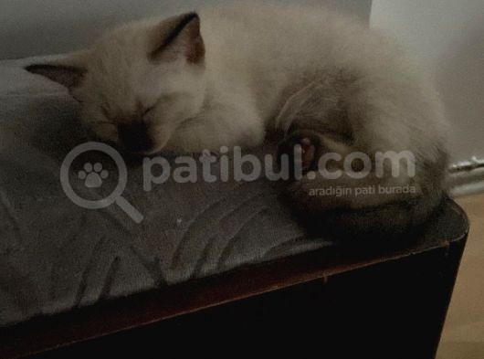Çok Oyuncu 2 Aylık Dişi Siyam Kedisi görsel